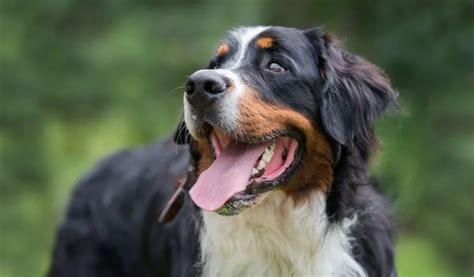 Bernese Mountain Dog Grooming: A Complete Guide (Tools Required, Coat ...