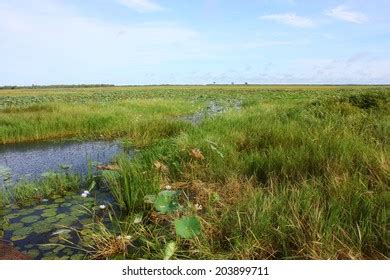 12,981 Wetland Australia Images, Stock Photos & Vectors | Shutterstock