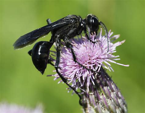 Unknown Wasp Prionyx Bugguide Net