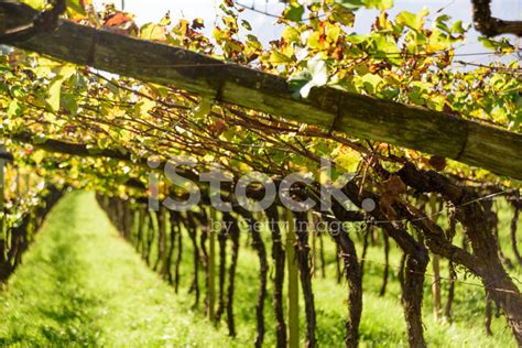 Harvested Grapevines In A Vineyard Stock Photo | Royalty-Free | FreeImages