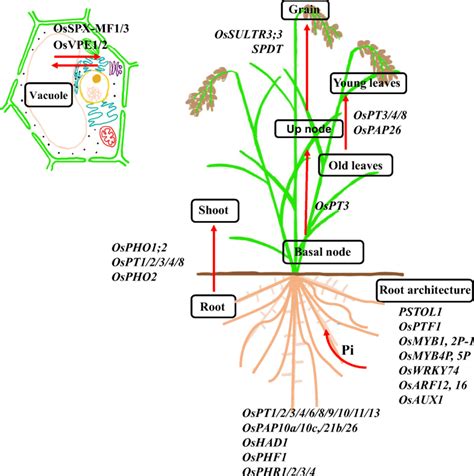 Known Genes Involved In Phosphate Uptake And Translocation In Rice Red