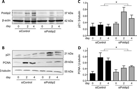 Poldip Knockdown Inhibits Vascular Smooth Muscle Proliferation And