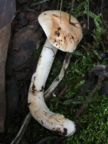 Meadow Waxcap Waxcap And Allied Mushroom Hygrophoraceae Of The