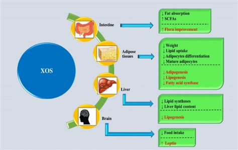 Probable Mechanism Of Anti Obesity Action Of Xos In Obesity Models