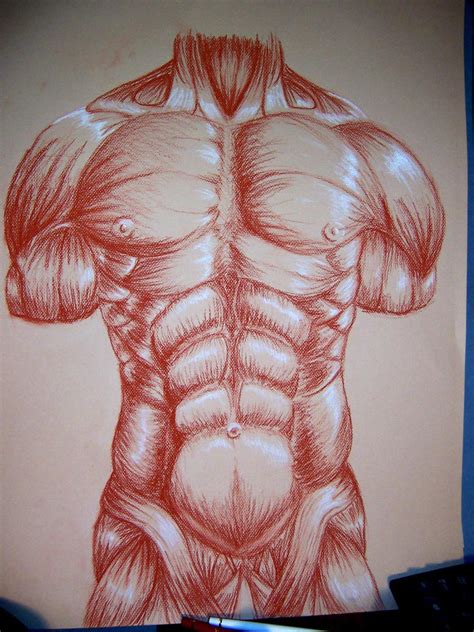 Muscle drawing for college by CamT on DeviantArt