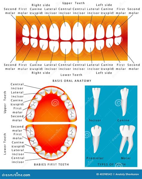 Anatomy of children teeth stock vector. Illustration of lower - 40398542