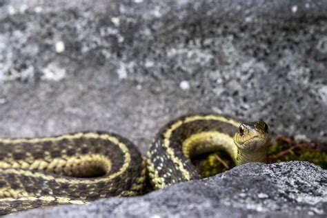 Pennsylvania Herpetology Assortment Ktuli Photography