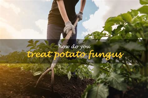 How Do You Treat Potato Fungus | ShunCy