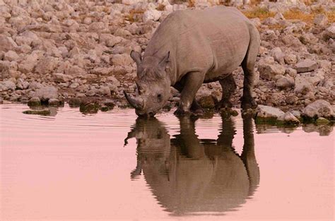 Etosha National Park: Namibia's Wildlife Haven