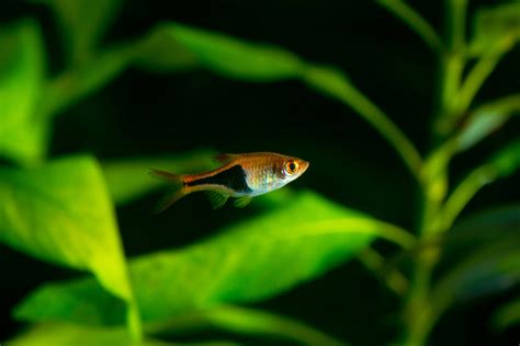 Ram Cichlid (Mikrogeophagus Ramirezi) FAQ: Care Guide, Habitat, and ...