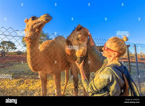 Mujer Alimentando Al Dromedario Australiano En El Territorio Del Norte