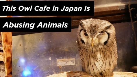 Petition · Ban owl cafes in Japan from shackling the birds with short leashes - Japan · Change.org