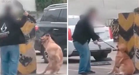 Maltrato animal perro es brutalmente golpeado por su dueño VIDEO