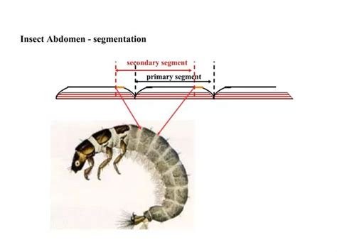 PPT - INSECT ABDOMEN PowerPoint Presentation, free download - ID:522513