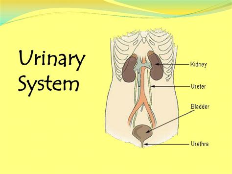 Ppt Urinary System Powerpoint Presentation Free Download Id 350049