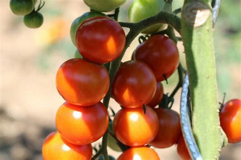 Tomate Cerise Miel Du Mexique Bio L Atelier Des Bons Plants