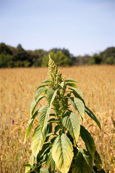 Green Flowering Amaranth Plant on Field Natural Landscape Stock Photo ...