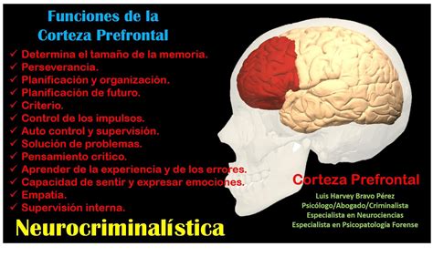 Diagrama De La Corteza Prefrontal