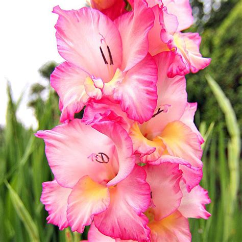 Gladiolus Bulbs,Pink Gladiolus Flower,Not Gladiolus Seed,Symbolizes ...