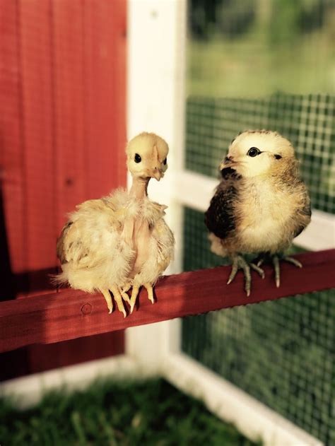 Naked Neck Turken And Ameraucana Chicks Perched On Wooden Rail