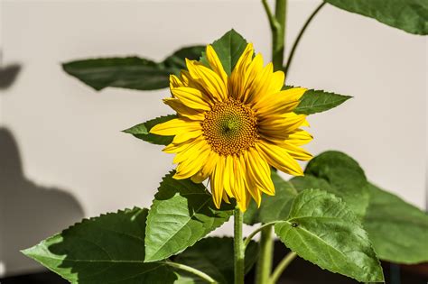 Gambar Alam Mekar Menanam Daun Bunga Berkembang Musim Panas