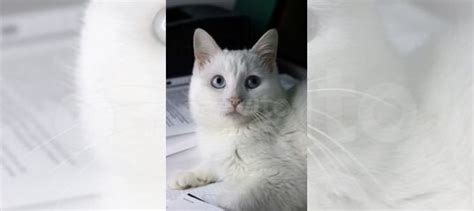 Кошка Снежка купить в Санкт-Петербурге | Животные и зоотовары | Авито