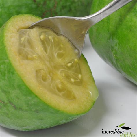 Feijoa White Goose Incredible Edibles Nzs Edible Plant Specialists