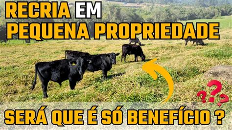 RECRIA em PEQUENA PROPRIEDADE será que é só benefício YouTube