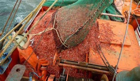 Preocupa La Pesca Indiscriminada En El Mar Argentino DEPROA Ar