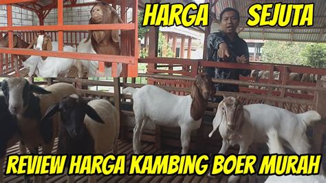 Wow Harga Kambing Boer Terbaru Diobral Mulai Juta Di Barokah Farm