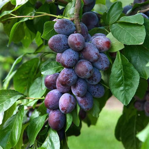 Ohne Pocken Und Narben Robuste Zwetschgen Im Garten Dorf Und