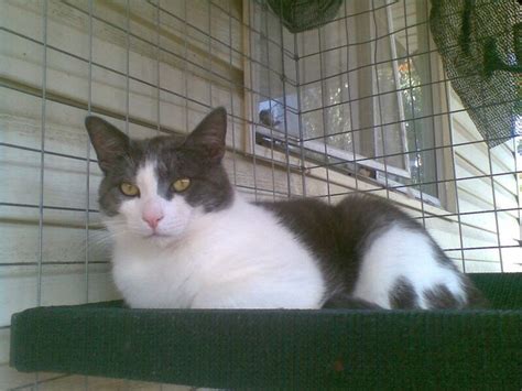 Bluey in cage before vet | Pets, Vets, Cats