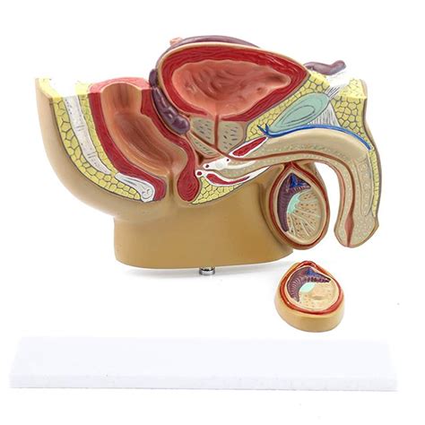 Male Pelvic Sagittal Anatomy Model Male Reproductive Organ Model