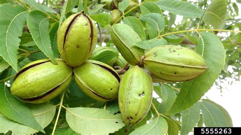 Pecan Carya Illinoinensis