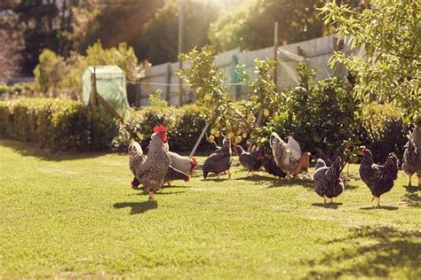 Hühner im eigenen Garten halten Ein kleines Stück Bauernhof für