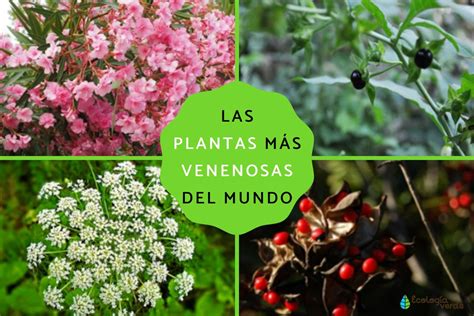 21 Las Plantas Más Venenosas KiranClodagh