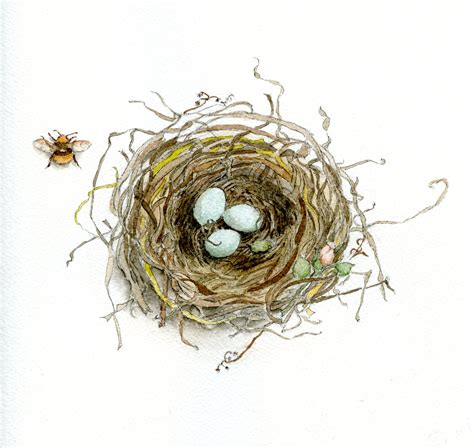 Nest Drawing PNG Transparent Nest Drawing.PNG Images. | PlusPNG