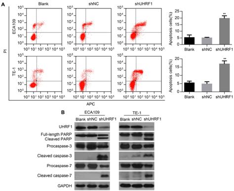 Knockdown Of Uhrf Induced Apoptosis In Escc Cells A Apoptotic