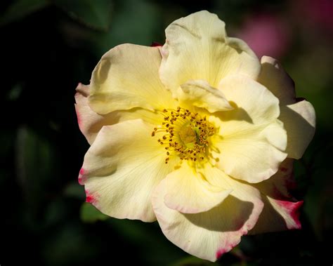 duluth rose garden 7
