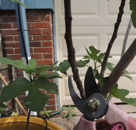 Pruning Fig Trees - When Can I Prune My Container Fig Tree | Gardening ...