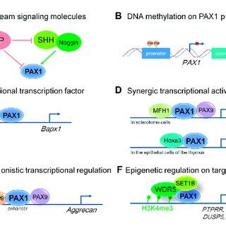 Pdf An Overview Of Pax Expression Function And Regulation In