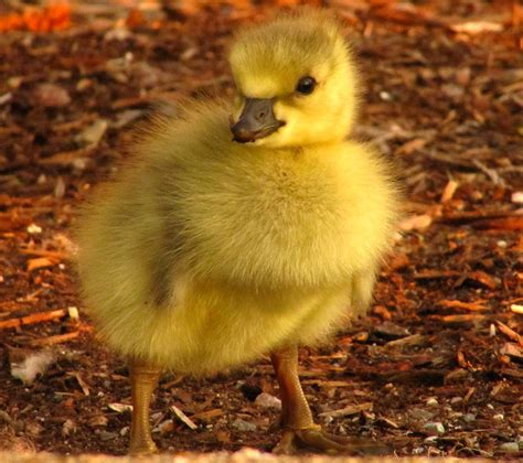 The Apple Of Her Mom S Eye Baby Canada Goose Bonnie Shulman Flickr