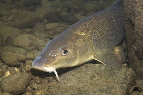 Naturdetektive für Kinder naturdetektive de Leben im Fluss