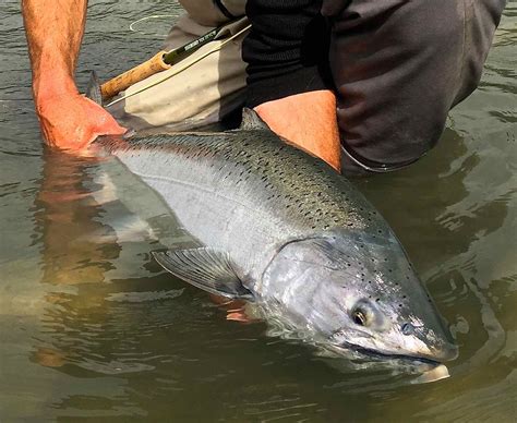 Chinook Salmon King Salmon