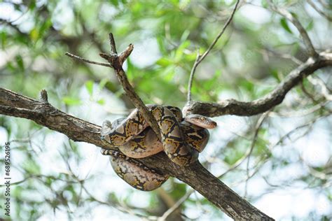 Reticulated Python Snake On Big Tree Python Reticulatus The