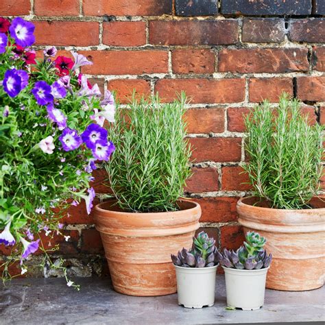 When To Cut Rosemary Back Experts Reveal The Best Time Ideal Home