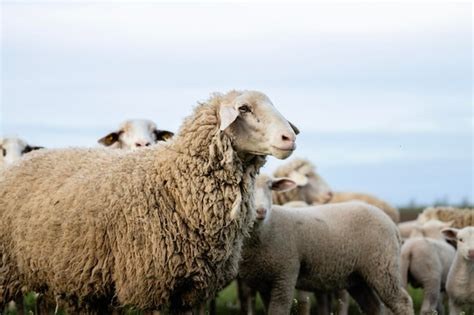 Grupo De Ovelhas E Cordeiros Em P Na Fazenda Foto Premium