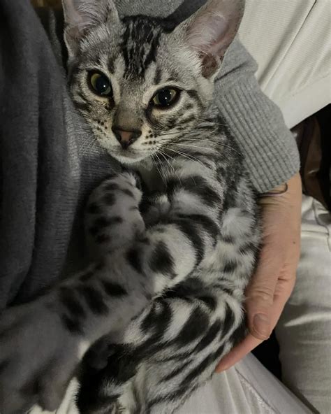 Exotic Bengals of San Diego: Silver Bengal Cat with Loving New Family