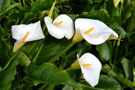 Calla im Topf Pflege Gießen Überwintern