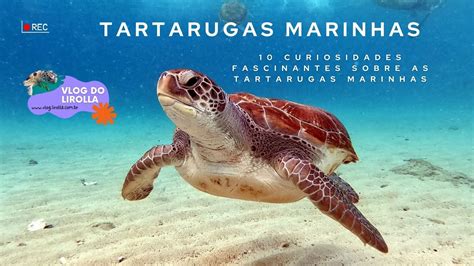 Dez Curiosidades Fascinantes Sobre As Tartarugas Marinhas YouTube